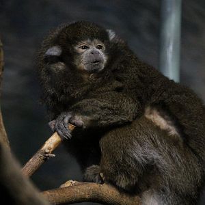 Bolivian Gray Titi (Callicebus donacophilus)