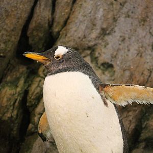 Gentoo penguin (Pygoscelis papua)