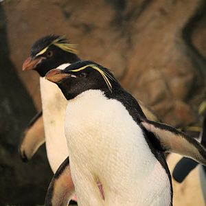 Southern rockhopper penguin (Eudyptes chrysocome)