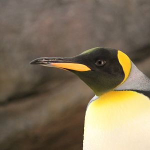 King penguin (Aptenodytes patagonicus)