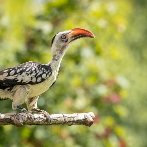 Red-billed hornbill : Whipsnade : 27 May 2024