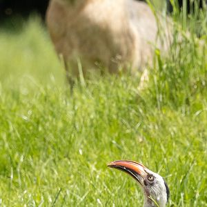 Red-billed hornbill; Patagonian mara : Whipsnade : 27 May 2024
