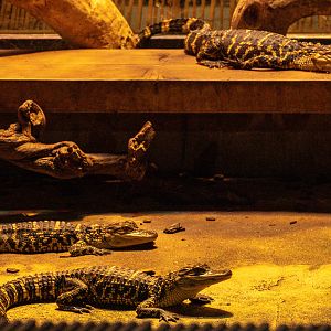 American alligator : Crocodiles of the World : 01 Jun 2024