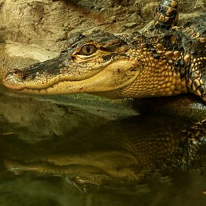 American alligator : Crocodiles of the World : 01 Jun 2024
