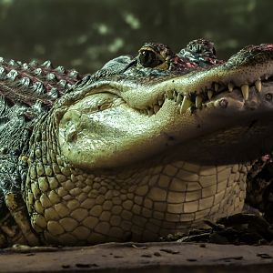 American alligator : Crocodiles of the World : 01 Jun 2024