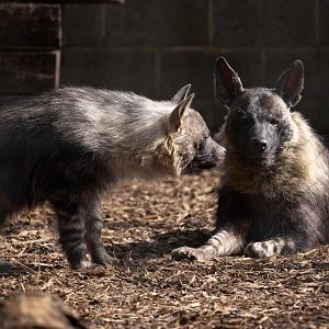 Brown Hyenas / Hamerton / 26-3-24