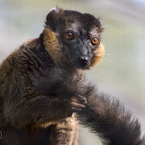 Collared Lemur / Hamerton / 26-3-24