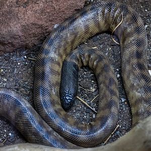Black-headed Python / Hamerton / 26-3-24