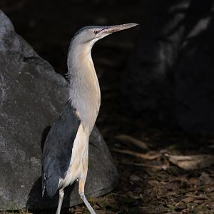 Little Bittern / Hamerton / 26-3-24