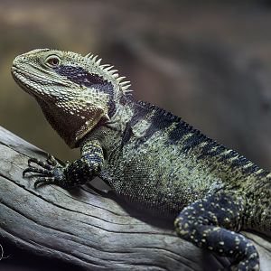 Australian Water Dragon (m) / Hamerton / 26-3-24