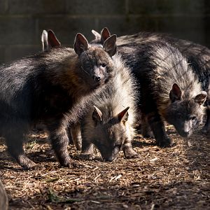 Brown Hyena Family / Hamerton / 26-3-24