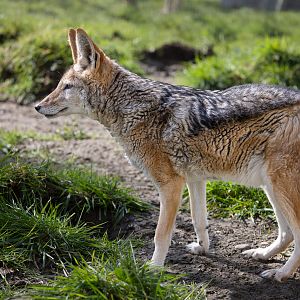 Black-backed Jackal (f) / Hamerton / 26-3-24