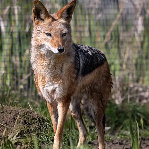 Black-backed Jackal (m) / Hamerton / 26-3-24