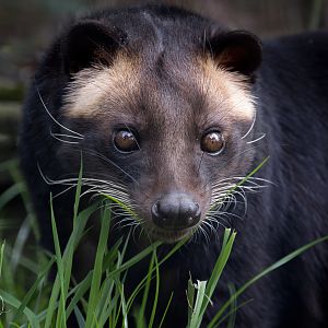 Sumatran White-bearded Civet (Masked Palm Civet) / Hamerton / 26-3-24