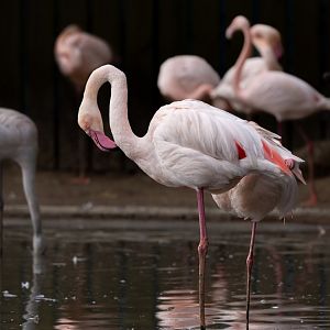 Greater Flamingo / Hamerton / 26-3-24