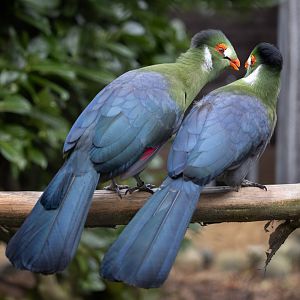 White-cheeked Turaco pair/ Hamerton / 26-3-24