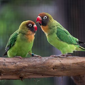 Black-cheeked Lovebirds / Hamerton / 26-3-24