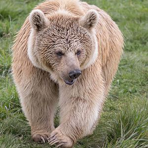 Syrian Brown Bear - Laika (f) / Hamerton / 26-3-24