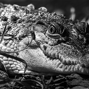 Philippine crocodile : Crocodiles of the World : 01 Jun 2024