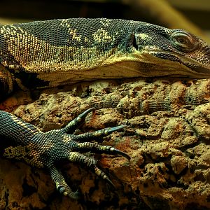 Lace monitor : Crocodiles of the World : 01 Jun 2024