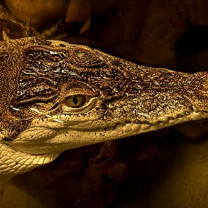 Philippine crocodile : Crocodiles of the World : 01 Jun 2024