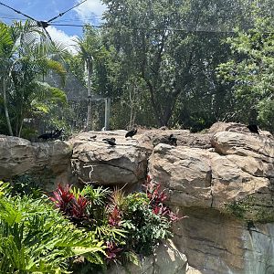 Jun. 2024 - Explorer’s Aviary