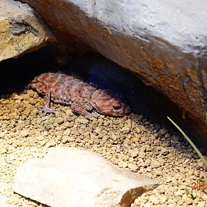 Centralian Rough Knob-tailed Gecko (Nephrurus amyae)