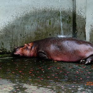 Common Hippopotamus (Hippopotamus amphibius)