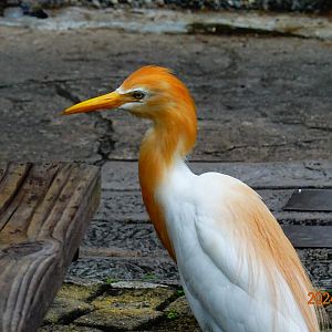 Cattle Egret (Bubulcus ibis coromandus)