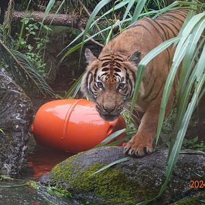 Malayan Tiger (Panthera tigris jacksoni)