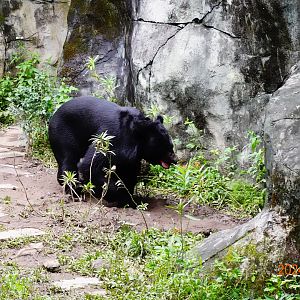 Asiatic Black Bear (Ursus thibetanus)