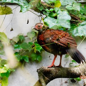 Vietnam Pheasant (Lophura edwardsi)
