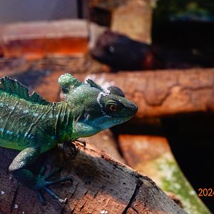 Green Basilisk (Basiliscus plumifrons)