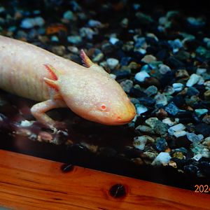 Axolotl (Ambystoma mexicanum)