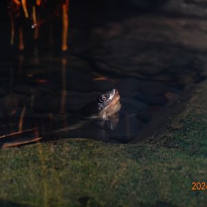 McCord's Snake-necked Turtle (Chelodina mccordi)