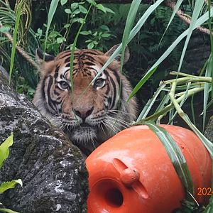 Malayan Tiger (Panthera tigris jacksoni)