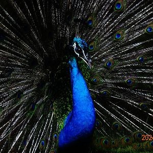 Indian Peafowl (Pavo cristatus)