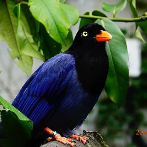 Taiwan Blue Magpie (Urocissa caerulea)