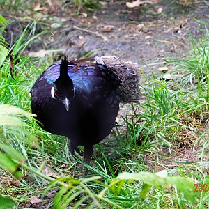 Palawan Peacock-pheasant (Polyplectron napoleonis)
