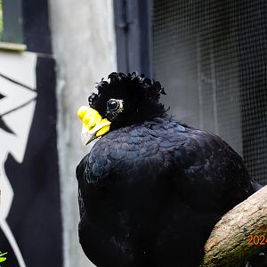 Great Curassow (Crax rubra)