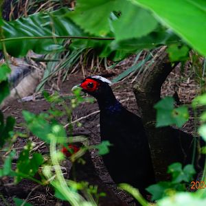 Vietnam Pheasant (Lophura edwardsi)