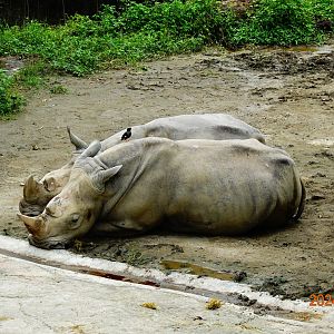 Southern White Rhinoceros (Ceratotherium simum simum)