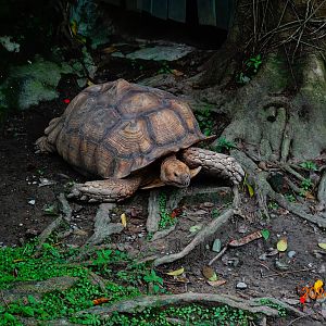 African Spurred Tortoise (Centrochelys sulcata)