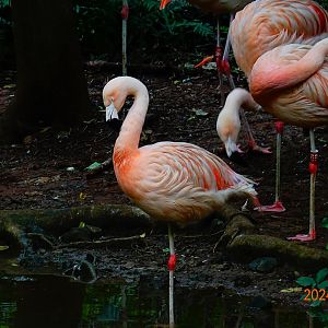 Chilean Flamingo (Phoenicopterus chilensis)