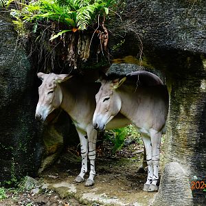 Somali Wild Ass (Equus africanus somaliensis)