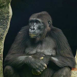 Western Lowland Gorilla (Gorilla gorilla gorilla)