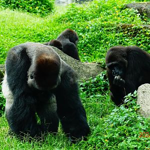 Western Lowland Gorilla (Gorilla gorilla gorilla)