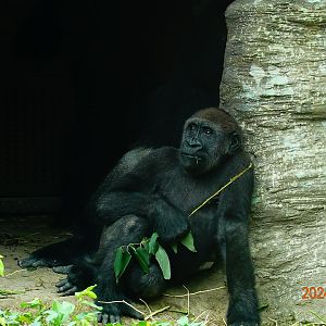Western Lowland Gorilla (Gorilla gorilla gorilla)