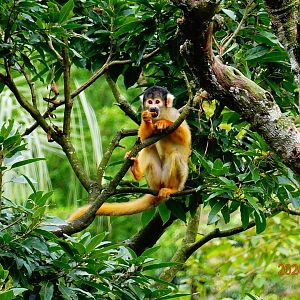 Bolivian Squirrel Monkey (Saimiri boliviensis boliviensis)