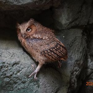 Mountain Scops-owl  (Otus spilocephalus hambroecki)